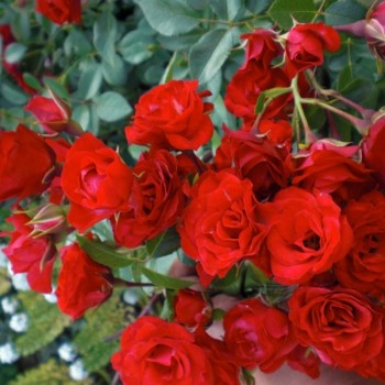 Роза "Scarlet Meidiland" (Scarlet Meillandecor)