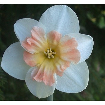 Нарцисс орхидейный "Mallee"