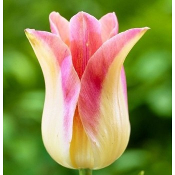 Тюльпан лилиецветный "Elegant Lady"