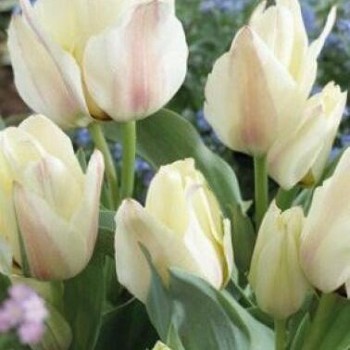 Тюльпан многоцветковый "Albion Star"