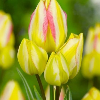 Тюльпан многоцветковый "Antoinette"