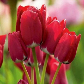 Тюльпан многоцветковый "Fiery Club"