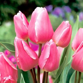Тюльпан многоцветковый "Happy Family"