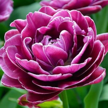 Тюльпан пионовидный "Lilac Perfection"
