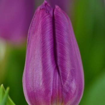Тюльпан простой,  ранний "Purple Prince"