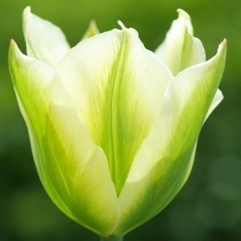 Тюльпан зеленоцветковый "Spring Green"