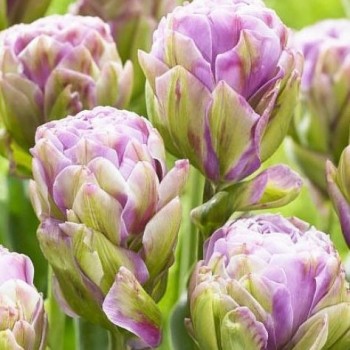Тюльпан махровый, поздний "Violet pranaa"
