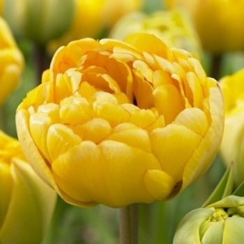 Тюльпан махровый,поздний "Yellow Pomponnete"