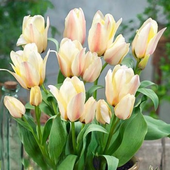 Тюльпан многоцветковый "Albion Star"