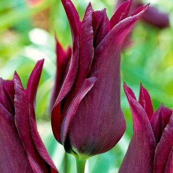 Тюльпан лилиецветный "Burgundy"