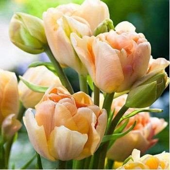Тюльпан многоцветковый махровый "Charming Beauty"