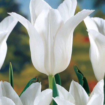 Тюльпан лилиецветный "White Triumphator"