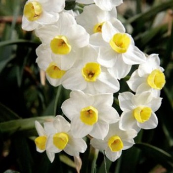 Нарцисс многоцветковый "Avalanche"