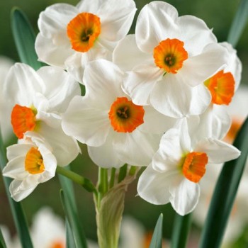 Нарцисс многоцветковый "Geranium"