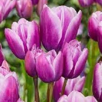 Тюльпан многоцветковый "Purple Elegance"