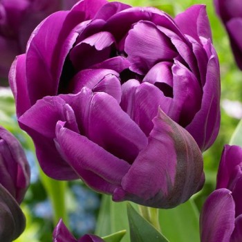 Тюльпан махровый "Purple Peony"