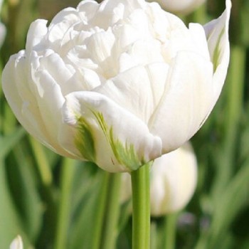 Тюльпан махровый "White Heart"