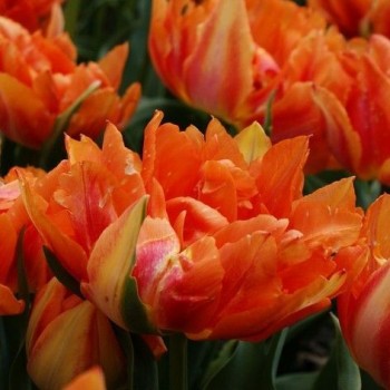 Тюльпан махровый,ранний "Willem van Oranje"