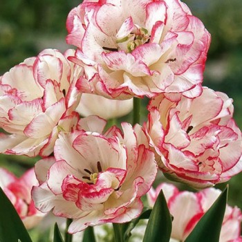 Тюльпан многоцветковый, махровый "Belicia"