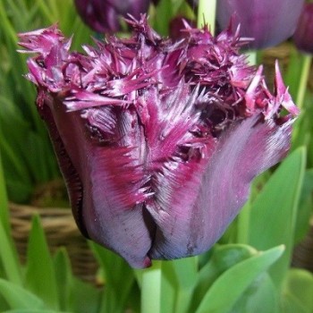 Тюльпан бахромчатый "Black Jewel"