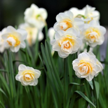 Нарцисс махровый, многоцветковый "Bridal Crown"