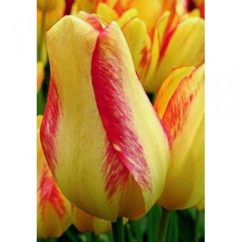 Тюльпан многоцветковый "Georgette"