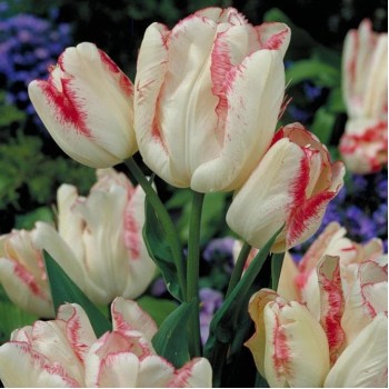 Тюльпан многоцветковый "Graceland"