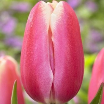 Тюльпан простой, поздний "Jumbo Beauty"
