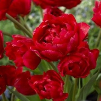 Тюльпан многоцветковый,махровый "Navona"
