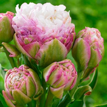 Тюльпан многоцветковый "Peggy Wonder"