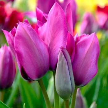 Тюльпан многоцветковый "Purple Bouquet"
