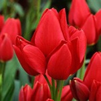 Тюльпан многоцветковый "Red Georgette"