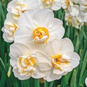 Нарцисс махровый, многоцветковый "White Cheerfulness"