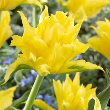 Тюльпан лилиецветный "Yellow Spider"