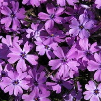 Флокс шиловидный "Purple Beauty"
