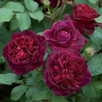 Роза английская  "Munstead Wood"