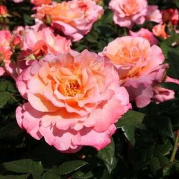Роза чайно-гибридная "Augusta Luise"