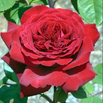 Роза чайно-гибридная "Botero"