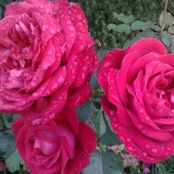 Роза чайно-гибридная "Dame de Coeur"