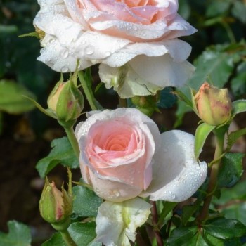 Роза "Johann Strauss"
