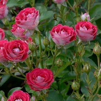 Роза флорибунда "Schöne Koblenzerin"