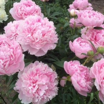 Пион молочноцветковый "Sarah Bernhardt"