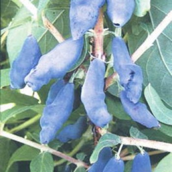 Жимолость синяя ф.съедобная "Лебедушка"