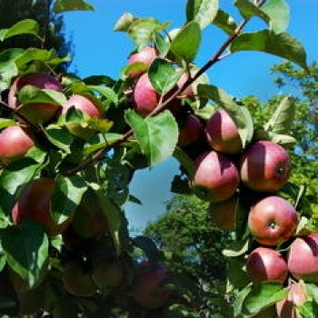 Яблоня домашняя "Белорусское малиновое"