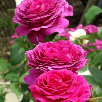 Роза "Big Purple"