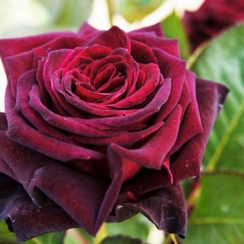 Роза чайно-гибридная "Black Baccara"