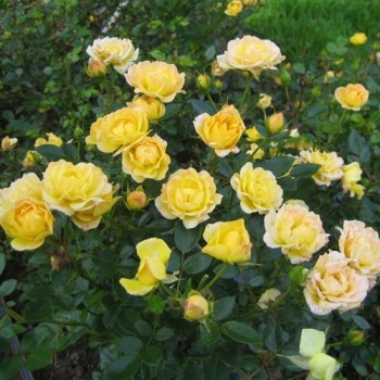 Роза почвопокровная  "Yellow Fairy"