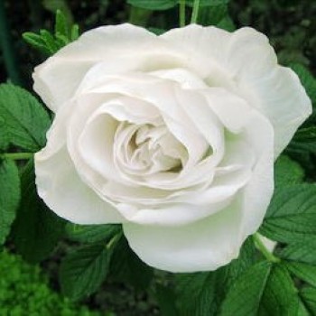 Роза морщинистая "Blanc Double de Coubert"