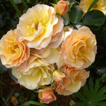Роза морщинистая "Rugelda"