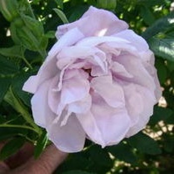 Роза морщинистая "Schneekoppe"